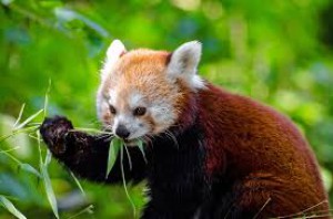 panda-ji-bambus.jpg