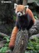 panda-cervena-43x_2349